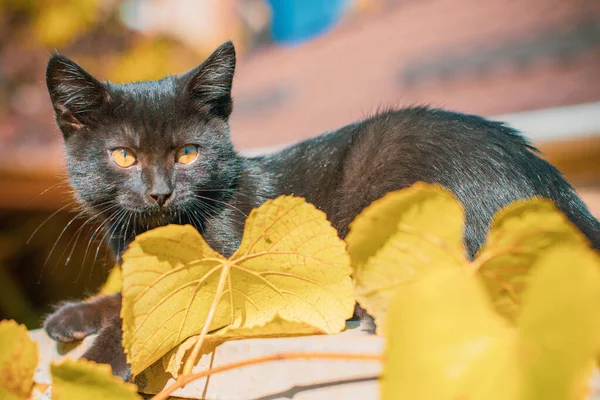 Portrait Beautiful Black Kitty Garden Life Pets Animals Human — Stock Photo, Image