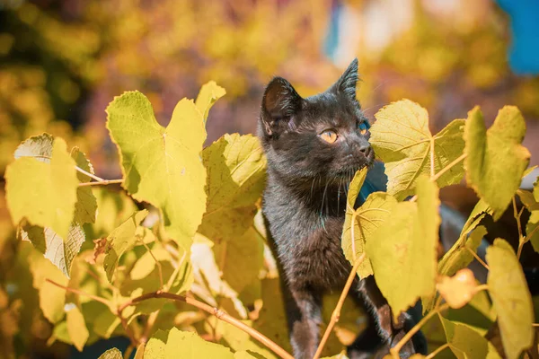 Portrait Beautiful Black Kitty Garden Life Pets Animals Human — Stock Photo, Image