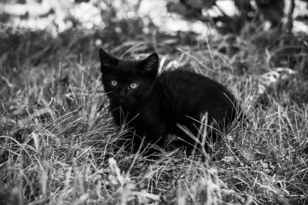 Porträt Einer Schönen Schwarzen Miezekatze Garten Das Leben Der Haustiere — Stockfoto