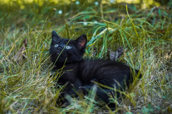 Portrait Beautiful Black Kitty Garden Life Pets Animals Human — Stock Photo, Image