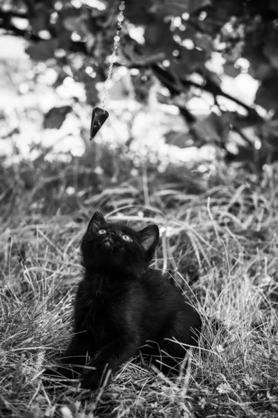Portret Pięknej Czarnej Kotki Ogrodzie Życie Zwierząt Domowych Zwierzęta Ludzie — Zdjęcie stockowe