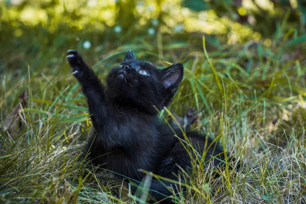 庭で美しい黒い猫の肖像画 ペットの命 動物と人間 — ストック写真