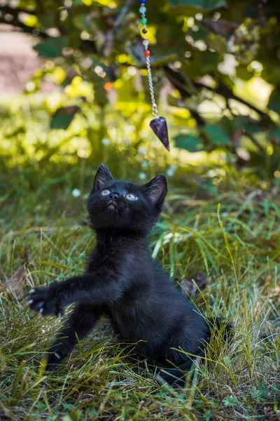 Portrét Krásné Černé Kočičky Zahradě Život Domácích Mazlíčků Zvířata Lidé — Stock fotografie
