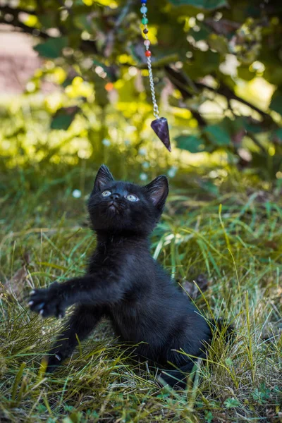 Portrait of a beautiful black kitty at garden. Life of pets. Animals and human