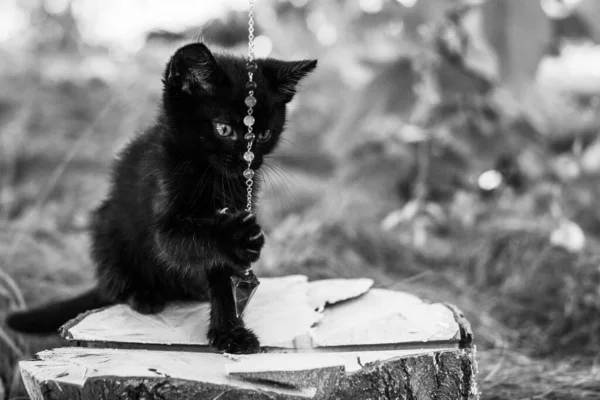 Retrato Hermoso Gatito Negro Jardín Vida Las Mascotas Animales Humanos — Foto de Stock