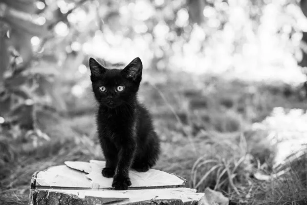 Retrato Hermoso Gatito Negro Jardín Vida Las Mascotas Animales Humanos —  Fotos de Stock