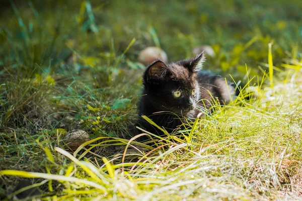花园里一只漂亮的黑色猫咪的画像 宠物的生活 动物与人类 — 图库照片