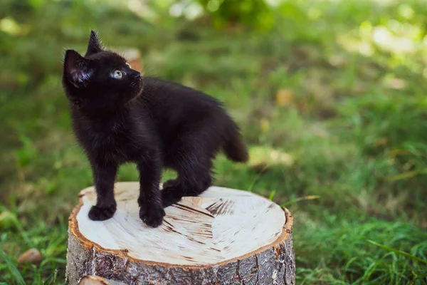Portrét Krásné Černé Kočičky Zahradě Život Domácích Mazlíčků Zvířata Lidé — Stock fotografie