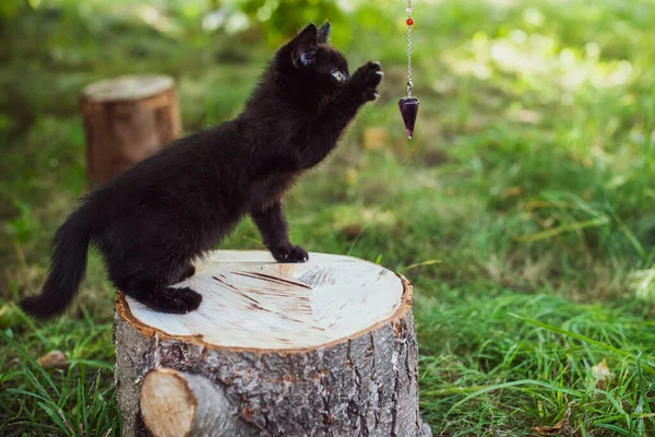 Portrait Beautiful Black Kitty Garden Life Pets Animals Human — Stock Photo, Image