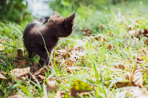 Egy Gyönyörű Fekete Cica Portréja Kertben Háziállatok Élete Állatok Emberek — Stock Fotó