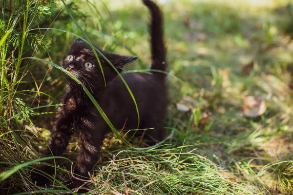 Portret Pięknej Czarnej Kotki Ogrodzie Życie Zwierząt Domowych Zwierzęta Ludzie — Zdjęcie stockowe