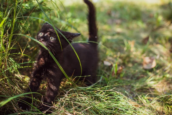 Ritratto Bel Gattino Nero Giardino Vita Animali Domestici Animali Esseri — Foto Stock