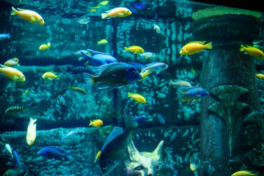 Akvaryum sakini ve bir sürü güzel balık.