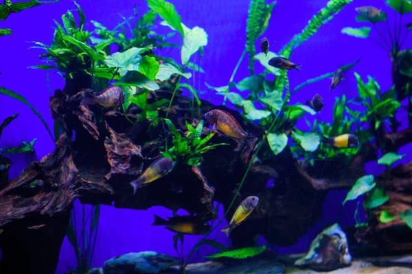 수족관 거주자와 아름다운 물고기 — 스톡 사진