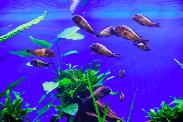 Aquarium Inhabitant Many Beautiful Fish — Stock Photo, Image