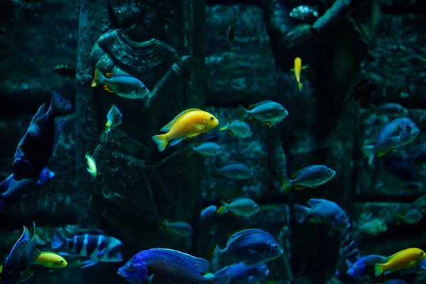 Acquario Abitante Molti Bei Pesci — Foto Stock