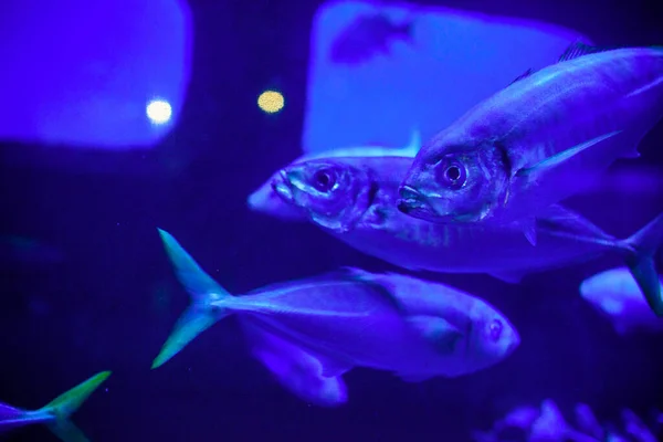 Habitante Aquário Muitos Peixes Bonitos — Fotografia de Stock