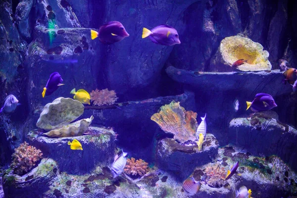 Acquario Abitante Molti Bei Pesci — Foto Stock