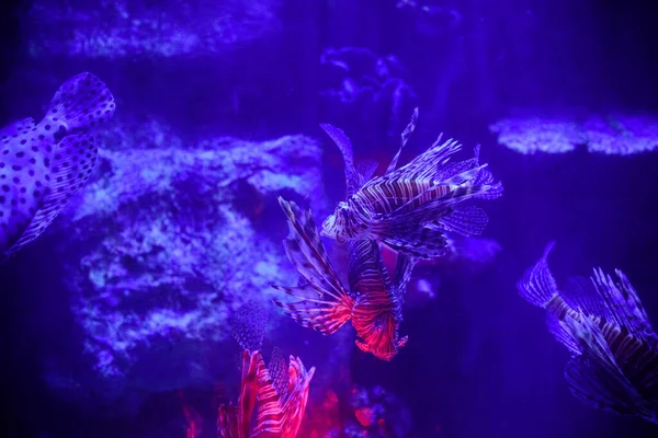 Mieszkaniec Akwarium Wiele Pięknych Ryb — Zdjęcie stockowe