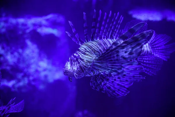 Aquarienbewohner Und Viele Schöne Fische — Stockfoto