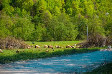 Dağların ve ormanların güzel manzarası. Şehrin dışında dinlenmek, ekolojik yerlere gitmek, sağlıkla ilgilenmek. Doğanın manzaraları ve şehir dışındaki en iyi manzaralar.