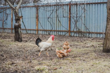 Çiftlikte tavuklar, köyde evcil hayvanlar.