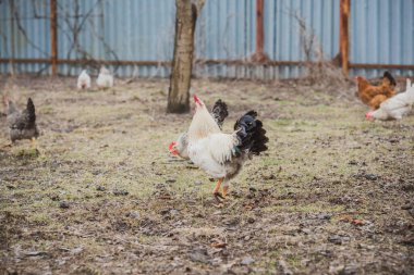 Çiftlikte tavuklar, köyde evcil hayvanlar.