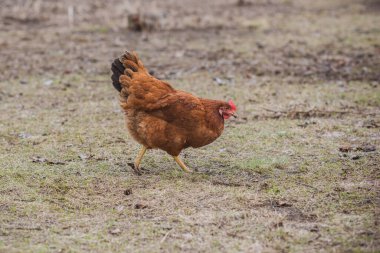 Çiftlikte tavuklar, köyde evcil hayvanlar.