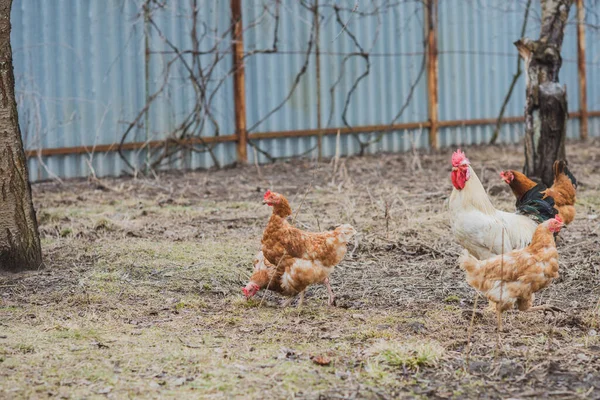 农场里的母鸡 村庄里的家畜概念 — 图库照片