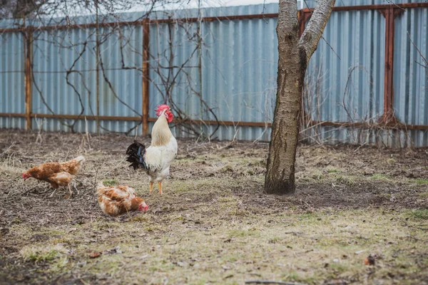 農場の鶏 村のコンセプト国内動物 — ストック写真