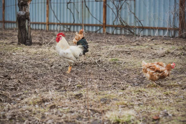 Slepice Farmě Koncepce Domácích Zvířat Vesnici — Stock fotografie