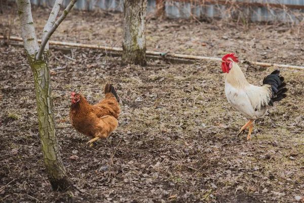 农场里的母鸡 村庄里的家畜概念 — 图库照片