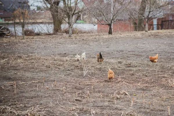 Hens on farm , concept domestic animals at village