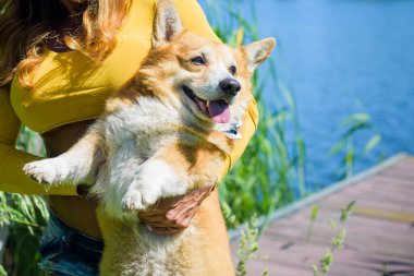 Corgi 'nin altın köpeği göl kenarında yürüyüşe çıkıyor. Evcil hayvanların hayatı