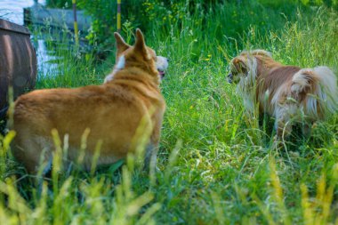 Corgi 'nin altın köpeği göl kenarında yürüyüşe çıkıyor. Evcil hayvanların hayatı