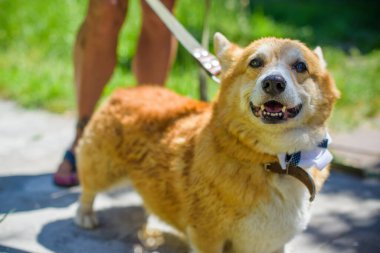 Corgi 'nin altın köpeği göl kenarında yürüyüşe çıkıyor. Evcil hayvanların hayatı