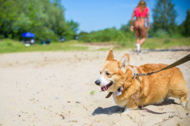 Corgi 'nin altın köpeği göl kenarında yürüyüşe çıkıyor. Evcil hayvanların hayatı