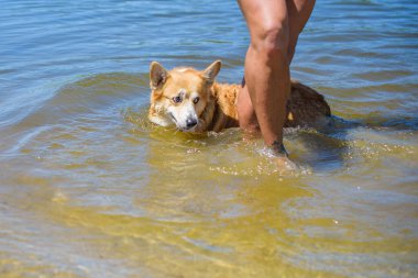 Corgi 'nin altın köpeği göl kenarında yürüyüşe çıkıyor. Evcil hayvanların hayatı