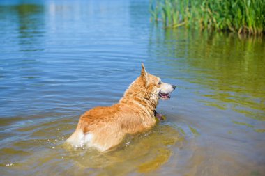 Corgi 'nin altın köpeği göl kenarında yürüyüşe çıkıyor. Evcil hayvanların hayatı
