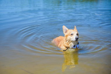 Corgi 'nin altın köpeği göl kenarında yürüyüşe çıkıyor. Evcil hayvanların hayatı