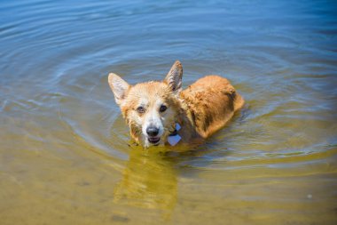 Corgi 'nin güzel köpeği yürüyüşe çıkmış. Köpeklerin hayatı. Evcil hayvanlar en iyi arkadaştır. 