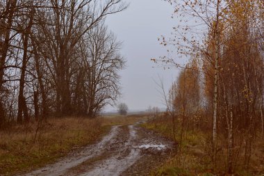 Sonbahar ağaçlı doğal park