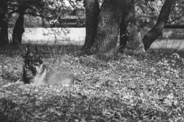 Belçika çobanı Malinois cinsi. Yürüyüşteki son sınıf köpeği. Evcil hayvan hayatı. İnsan ve hayvan ilişkisi kavramı