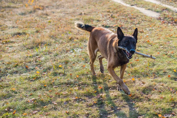Belgischer Schäferhund Malinois Rasse Seniorenhund Beim Gassigehen Das Leben Der — Stockfoto