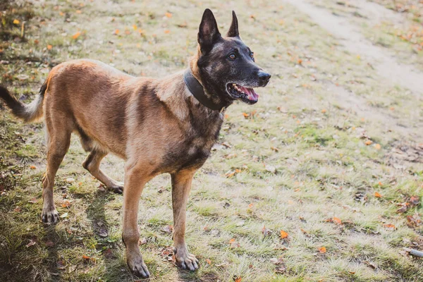 Belgian Shepherd Malinois breed. Senior dog at walk. Life of pets. Concept of relationship animals and human