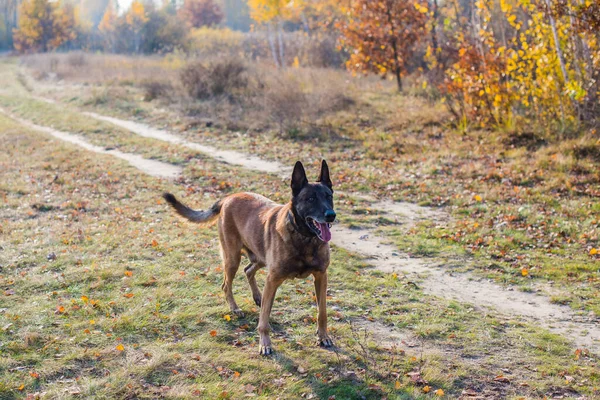 Belçika Çobanı Malinois Cinsi Yürüyüşteki Son Sınıf Köpeği Evcil Hayvan — Stok fotoğraf