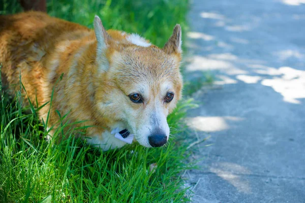 Хорошая Собака Корги Разводится Прогулки Собачья Жизнь Домашние Животные Лучший — стоковое фото