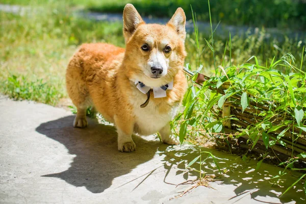 Nice dog of Corgi breed for a walk . The life of dogs. Pet are best friend