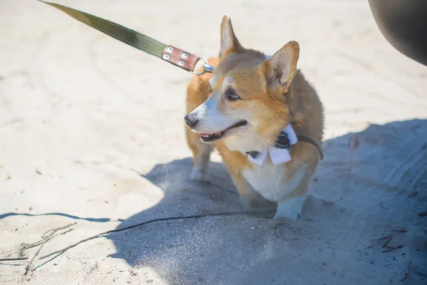 Nice dog of Corgi breed for a walk . The life of dogs. Pet are best friend