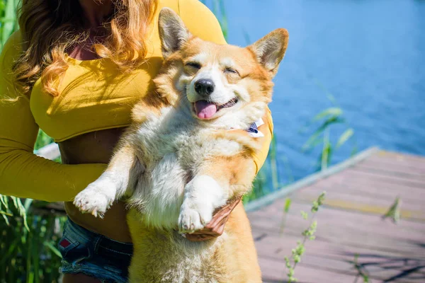 Golden dog of Corgi breed for a walk at countryside around lake. The life of pets